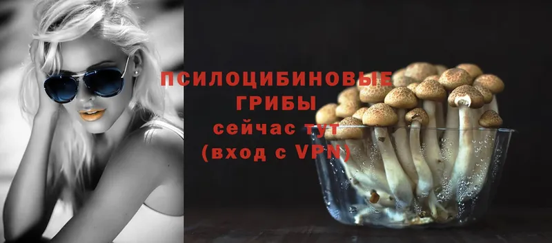 Псилоцибиновые грибы Psilocybe  цены   Кремёнки 